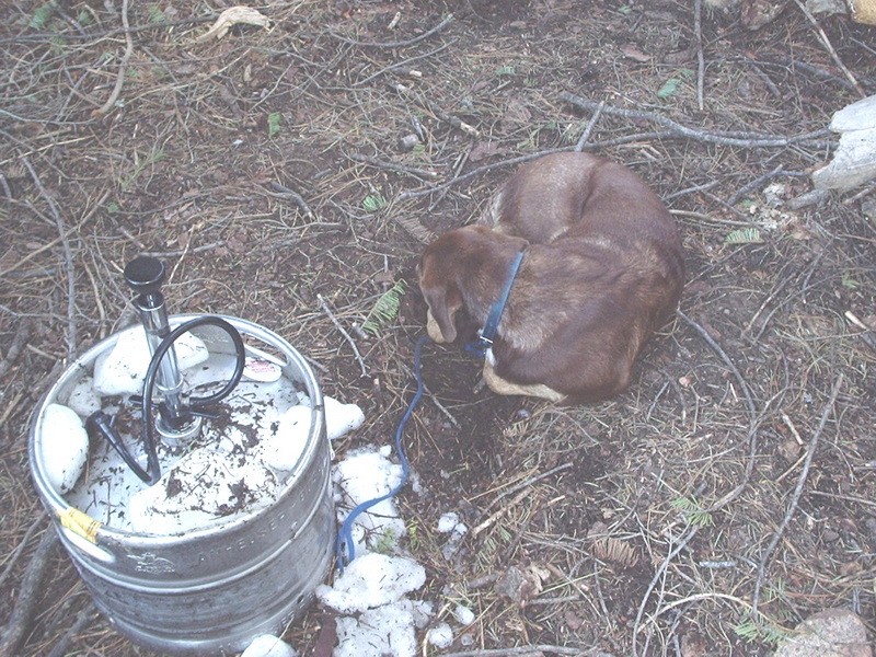 Dog curled up next to the iced keg at camp