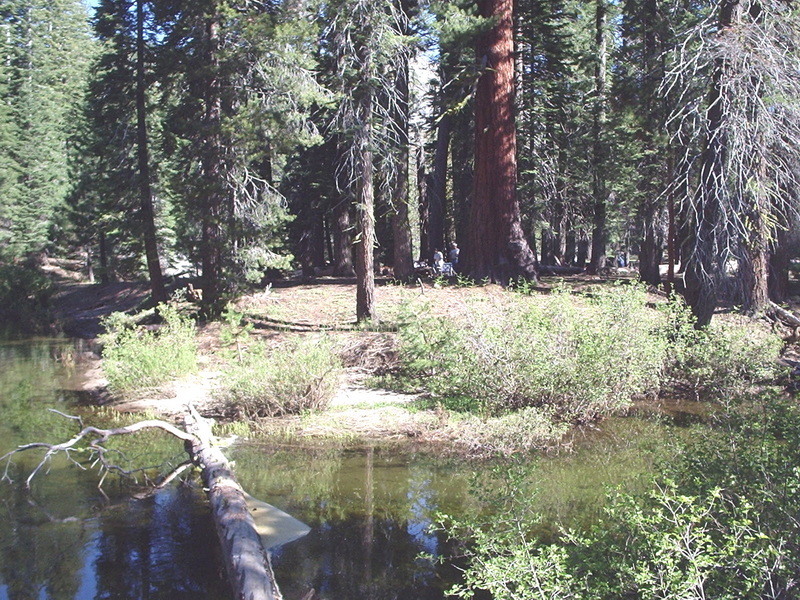 The Island campsite from across the river &mdash; the big tree visible in the clearing