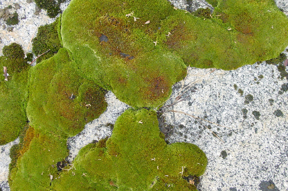 Moss on the granite at the Kegger campsite, 2005