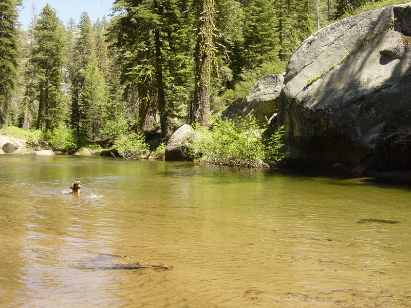 Dog swimming in the Stanislaus River at the Kegger campsite, 2006