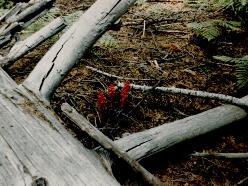 Sierra snow plant growing through fallen logs