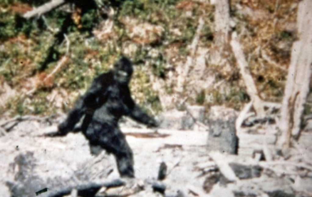 Frame from the 1967 Patterson-Gimlin film — a large upright dark figure walking near Bluff Creek California