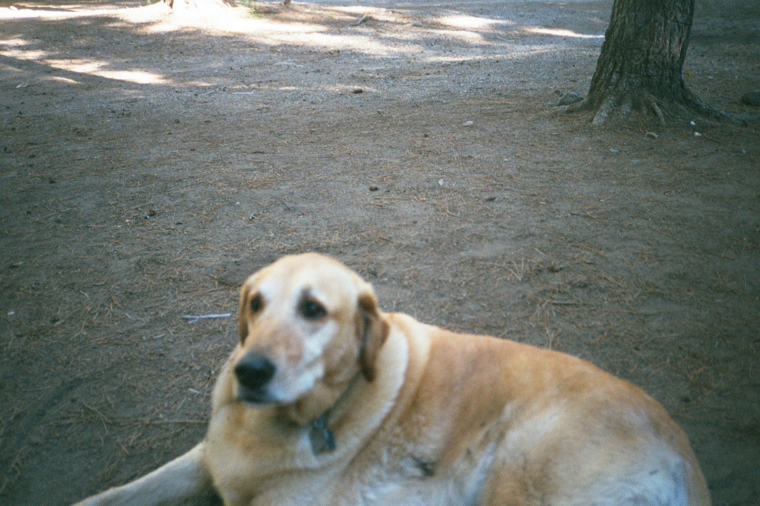 Golden Lab resting in the shade at the Kegger campsite