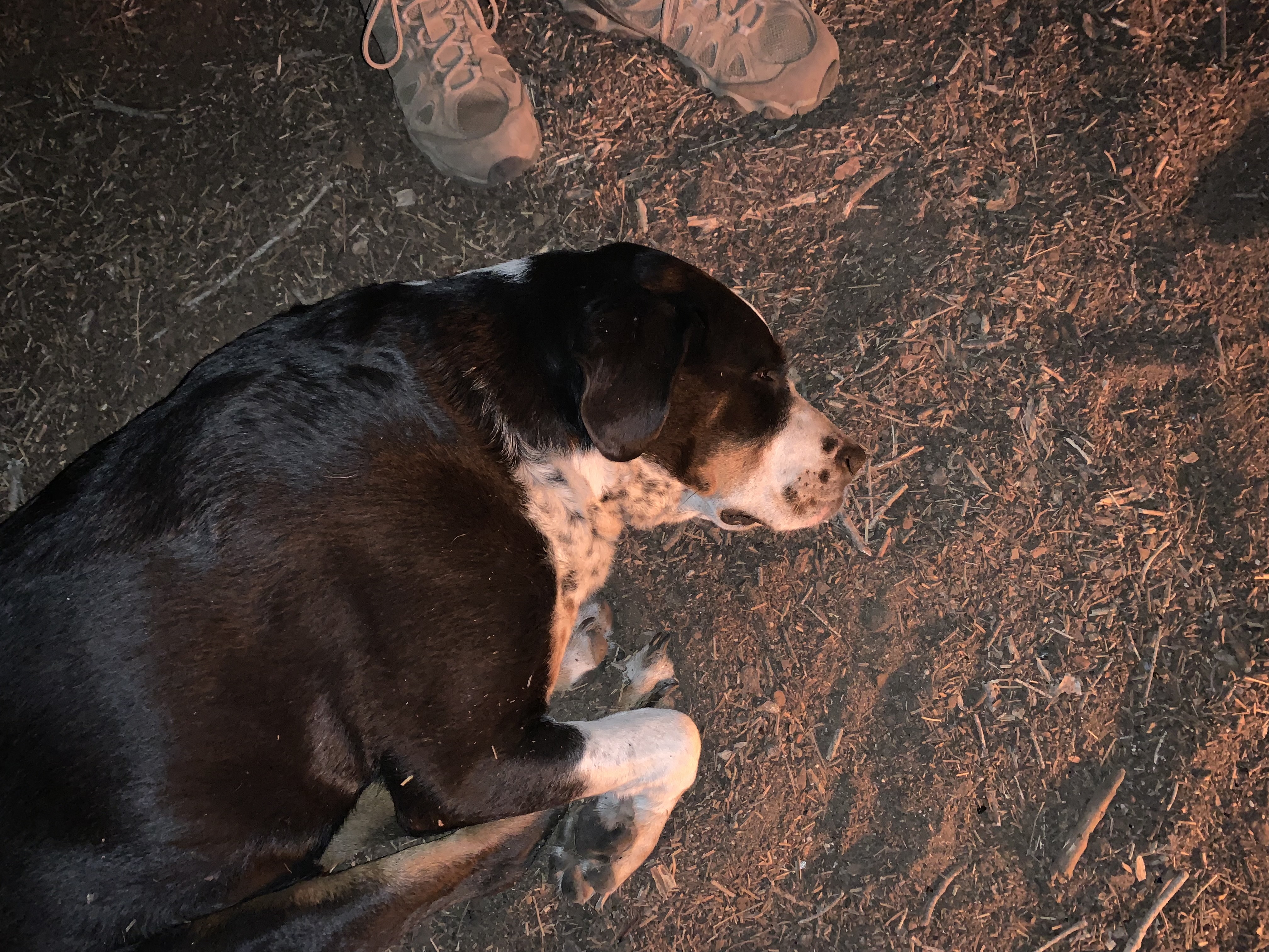 Dogs at the Kegger campsite