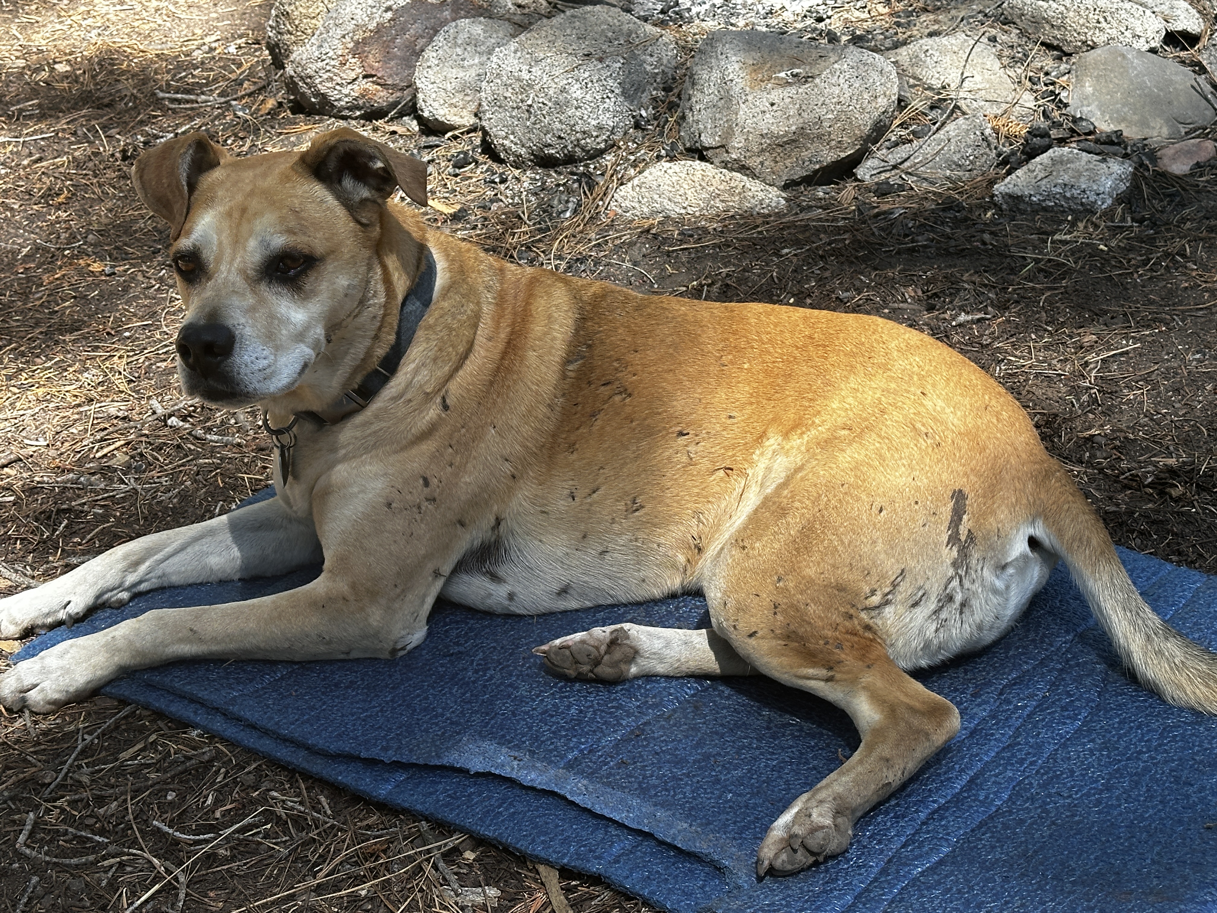 Dog at the Kegger camp